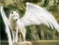 /album/galleria-foto-foto-/angel-jpg/