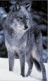 /album/galleria-foto-foto-/rekla-winter-jpg/